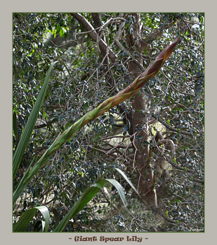 Giant Spear Lily - before it opens