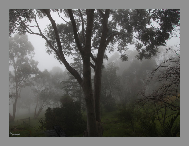 Misty Morning in July
