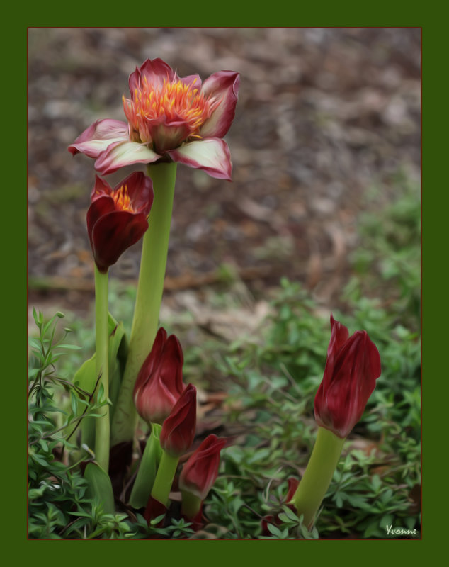 Paint-brush Lily