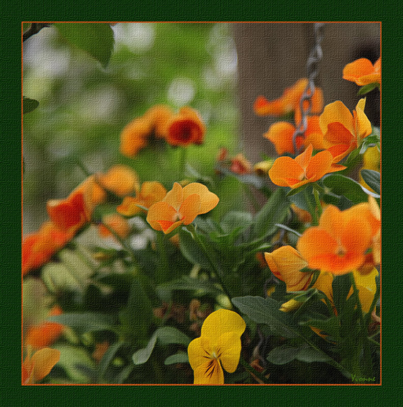 Golden Violas