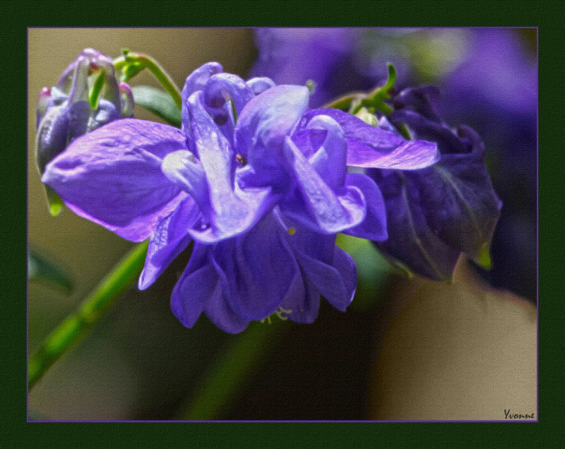 Blue Aquilegia - self sown