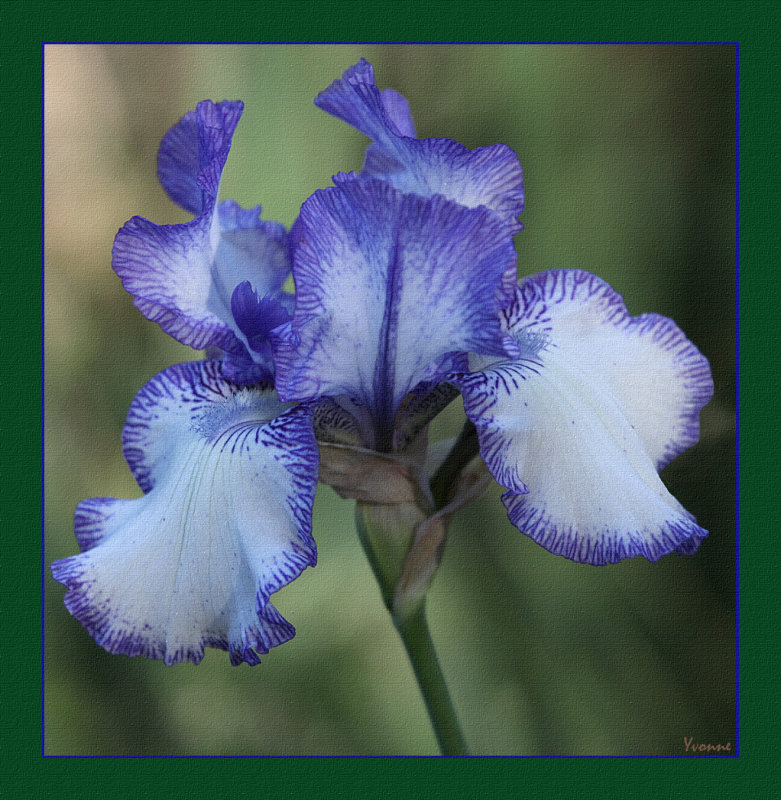 Iris & Daylilies