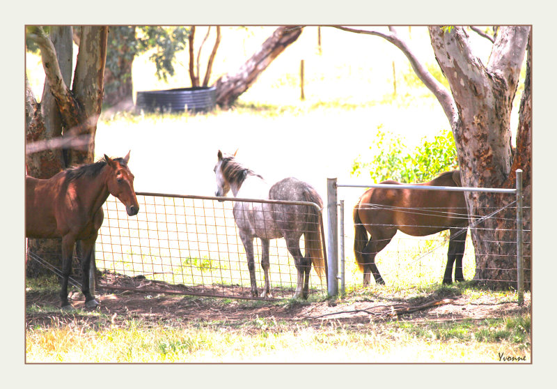 The grass eaters.