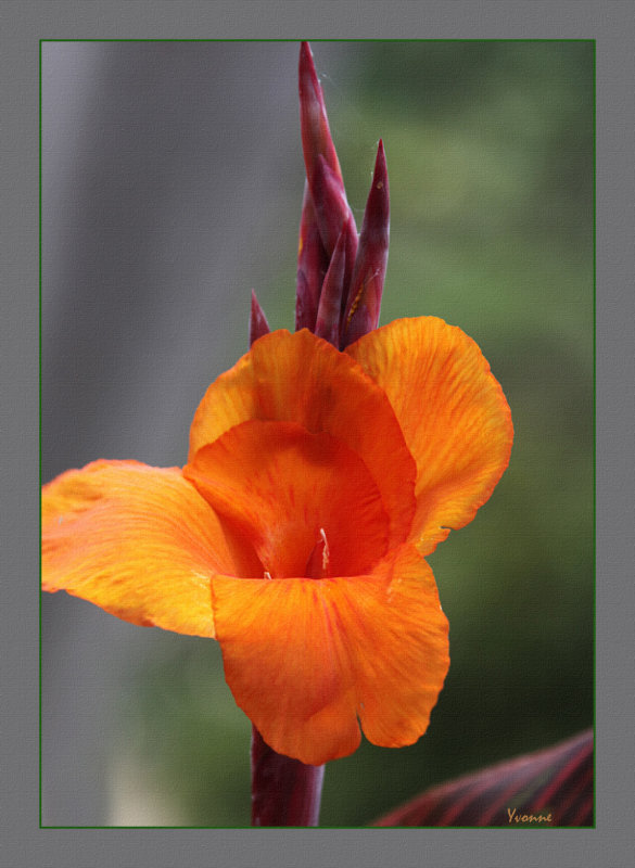 Canna in flower