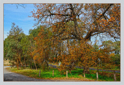 Coromandel Valley Experimental Orchard.