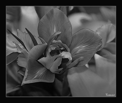 Iris in a bouquet