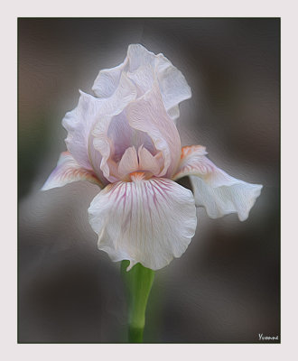 Bearded Iris