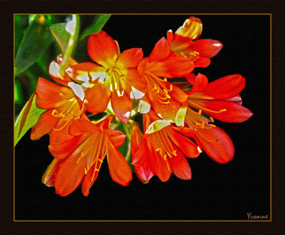 Clivia