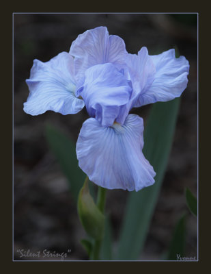 Int. bearded iris