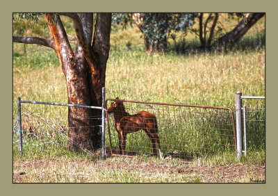 Next-doors baby foal.