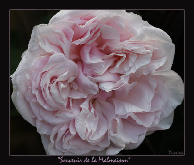 Souvenir de la Malmaison