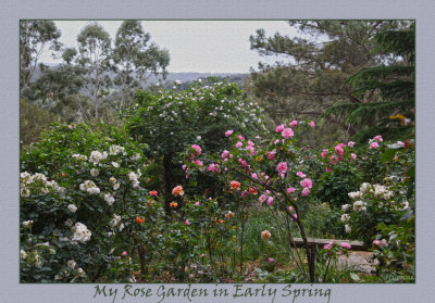 My Garden in Early Spring