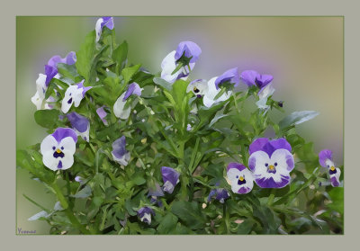 Violas in Spring