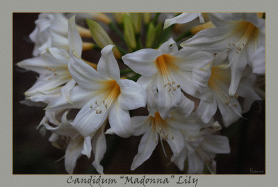 White lilies