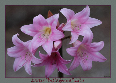 Easter Lilies