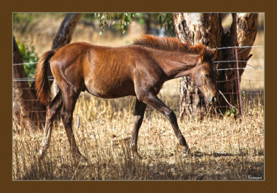 Young foal