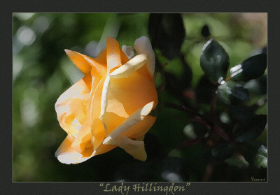 Lady Hillingdon