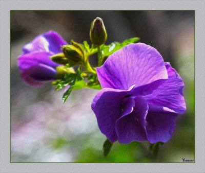 Alyogyne, lilac.hibiscus