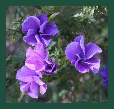 Alyogyne, lilac hibiscus 2 