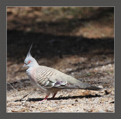 Crested Pigeon foraging