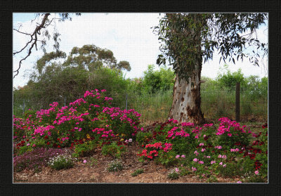 The Pelargonium Patch