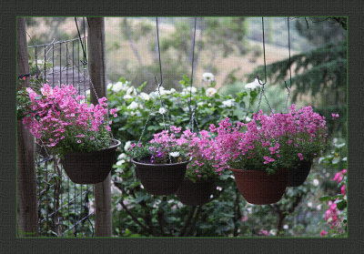 Hanging baskets in an archway