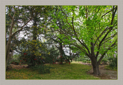 Various trees alongside the rose garden