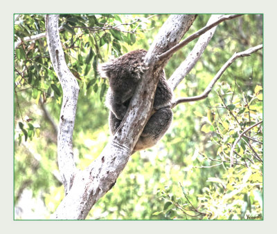 Mostly Koalas with my new lens