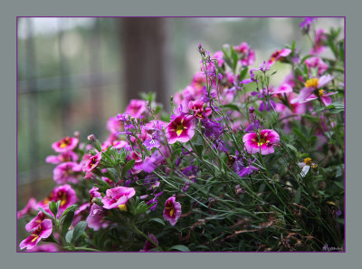 Colour in a hanging pot