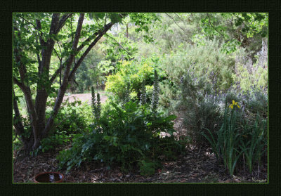 One of the garden beds in Spring