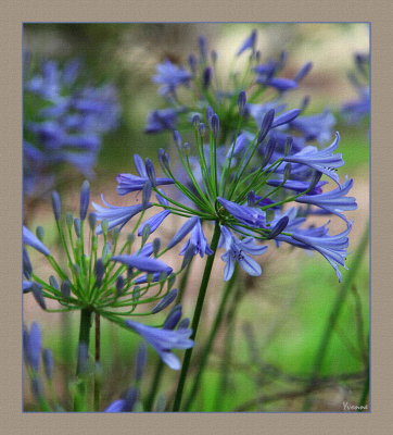 Agapanthus