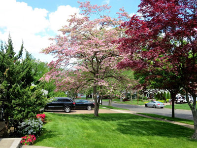 Front Yard