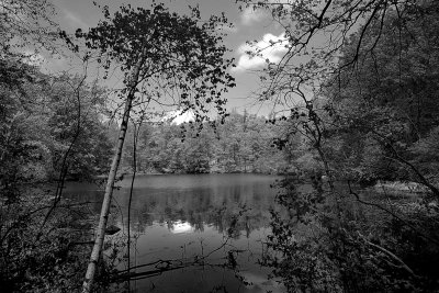 The Pond