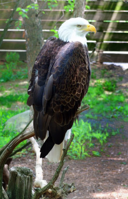 Bald Eagle