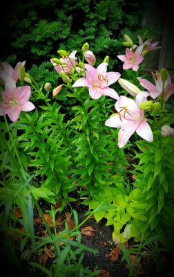 Amaryllis