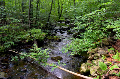 Bartlett Arboretum