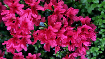 Azalea