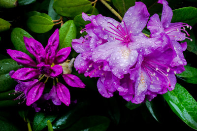 Rhododendrons