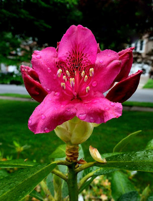 Rhododendron