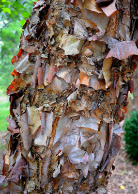 River Birch
