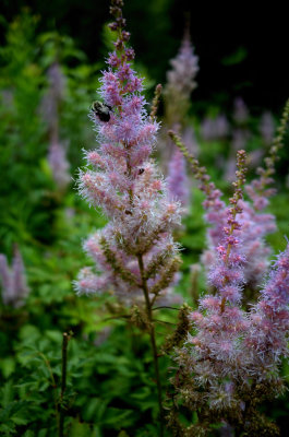 Anise Hyssop