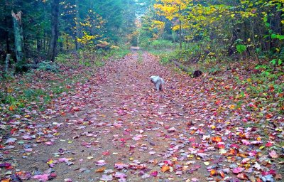 Shelby walking in the trail