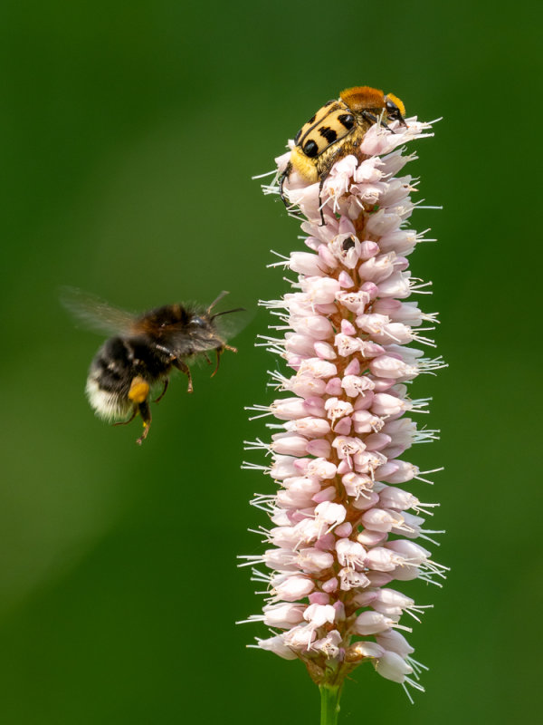 Trichius fasciatus - penseelkever - bee beetle (garden)