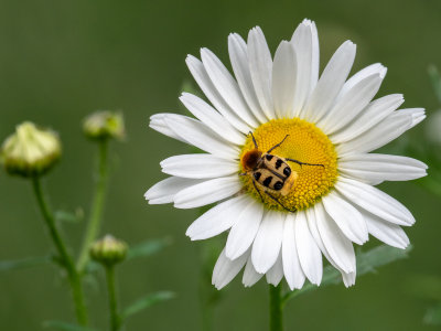 Trichius fasciatus - penseelkever - bee beetle (garden)