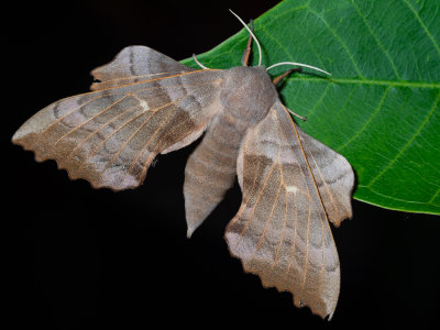 populierenpijlstaart (Laothoe populi) poplar hawk-moth
