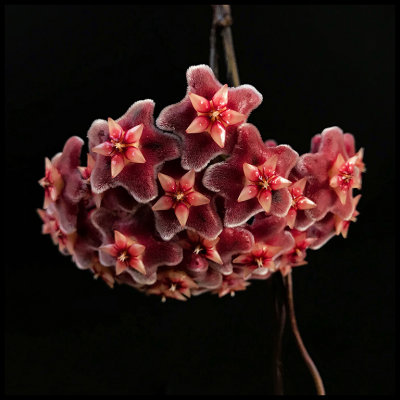  Hoya pubicalyx Royal Hawaiian Purple 