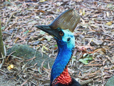 Cassowary 2.jpg