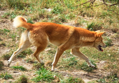Dingo 2.jpg