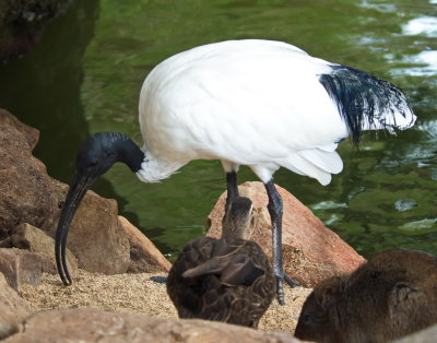 Ibis P4187975.jpg