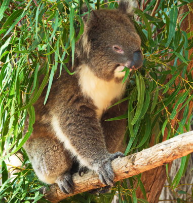 Koala.jpg